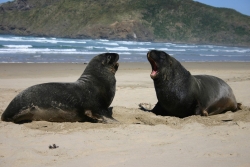 Sealions